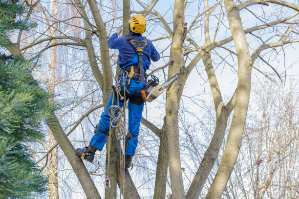 How Our Tree Care Process Works  in  Shiloh, IL