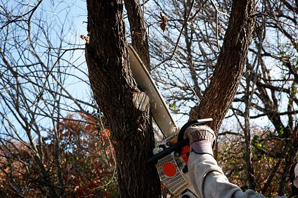 Trusted Shiloh, IL Tree Removal Services Experts